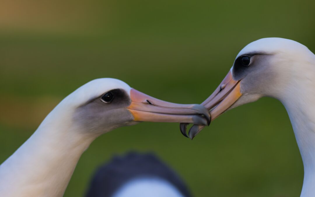 74-Year-Old Albatross Proves Age Is Just a Number After Finding Love and Proudly Laying an Egg