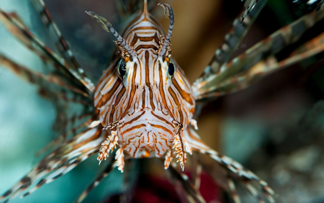 This Stunning “Frankenstein” Fish Is One Of The World’s Most Successful Predators With A Nasty Sting (But It’s Also Invaded The West)