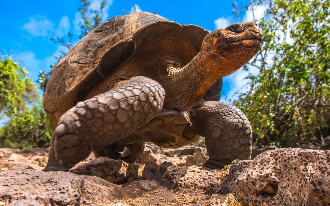 The World’s Oldest Tortoise Was Owned By Both Charles Darwin & Steve Irwin