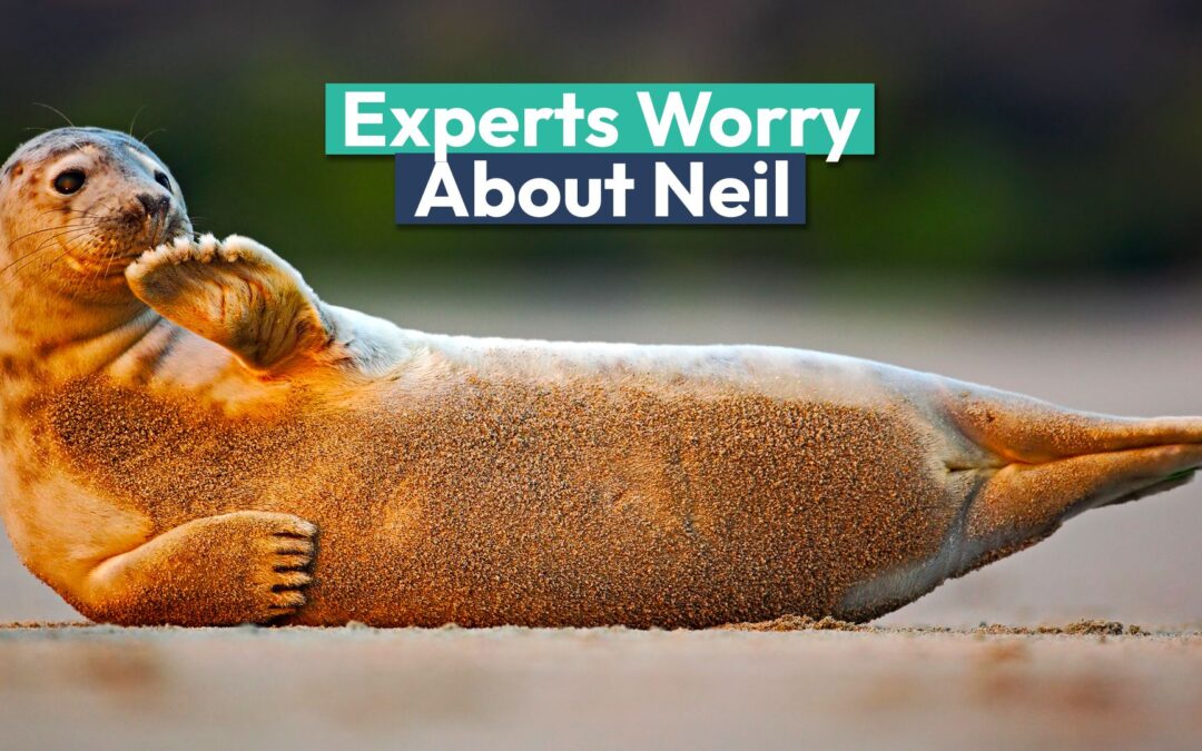 Neil The Seal Is A Social Media Sensation, But Experts Are Concerned