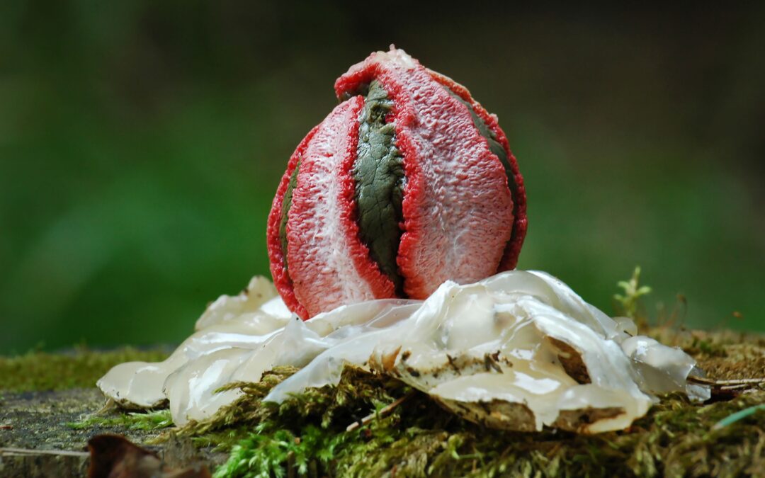 The World’s Scariest Fungus Looks Straight Out Of An Alien Movie, But Some People Actually Eat It