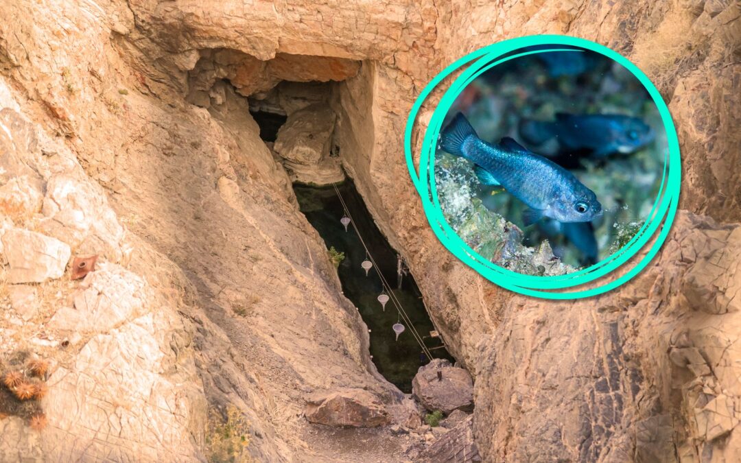 Death Valley National Park Continues To Isolate The World’s Rarest Fish From Others