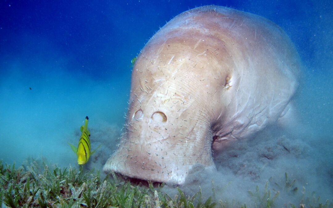 A Fisherman Caught Something In His Net That Turned Out To Be a Marine Animal That Hasn’t Been Seen In Almost 100 Years