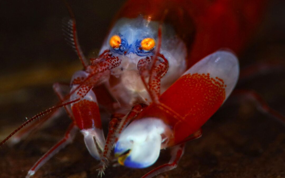 The Loudest Animal In The Ocean Is A Shockingly Tiny Creature With A “Stun Gun”