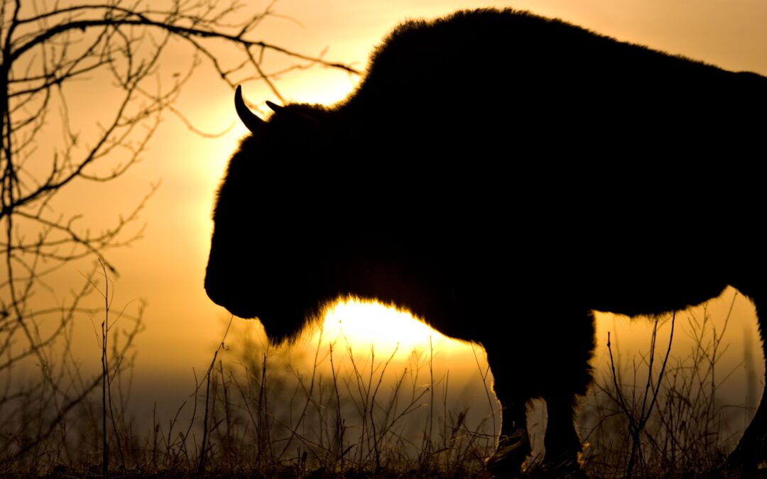 This Underrated Canadian National Park Appears In John Wayne’s Most Iconic American Western