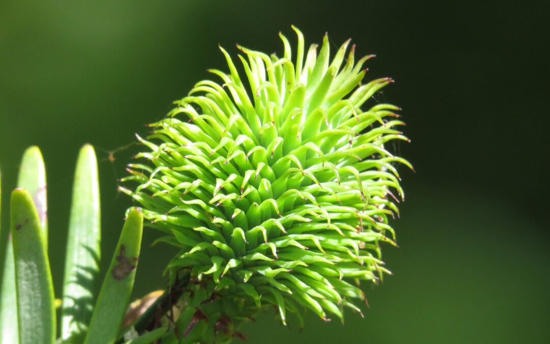 One Of The World’s Rarest Trees Dating Back To The Dinosaurs Is Bearing Fruit For The First Time